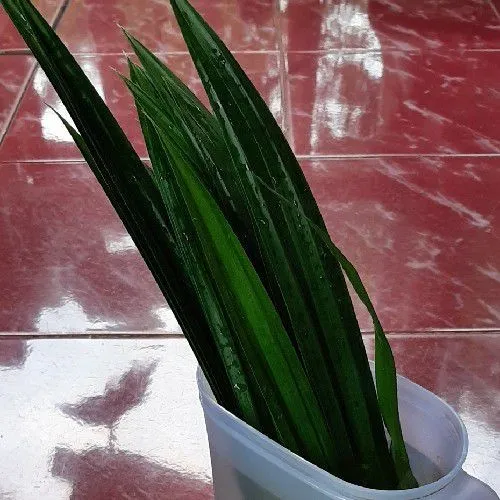 Pertama² cuci bersih daun pandan dan daun suji kemudian potong² kasar,blender kedua daun hingga menghasilkan jus daun pandan yang kental dan berserat