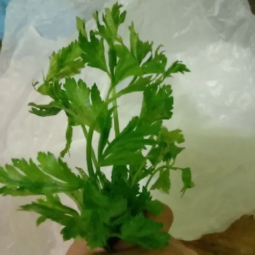 Siapkan daun seledri lalu iris kecil-kecil.