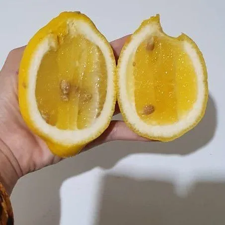 Peras buah lemon.