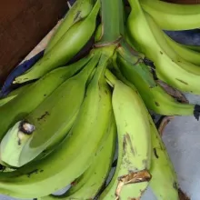 Siapkan pisang tanduk muda.