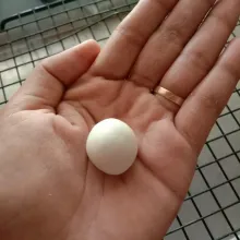 Ambil sedikit adonan kemudian bentuk bulat-bulat.