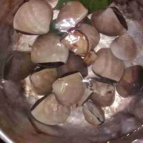 Rebus kerang tahu hingga matang.