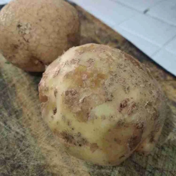 Cuci bersih kentang, tiriskan, tidak perlu dikupas kulitnya.