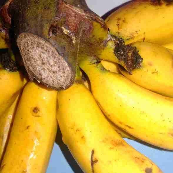 Siapkan pisang uli yang telah matang.