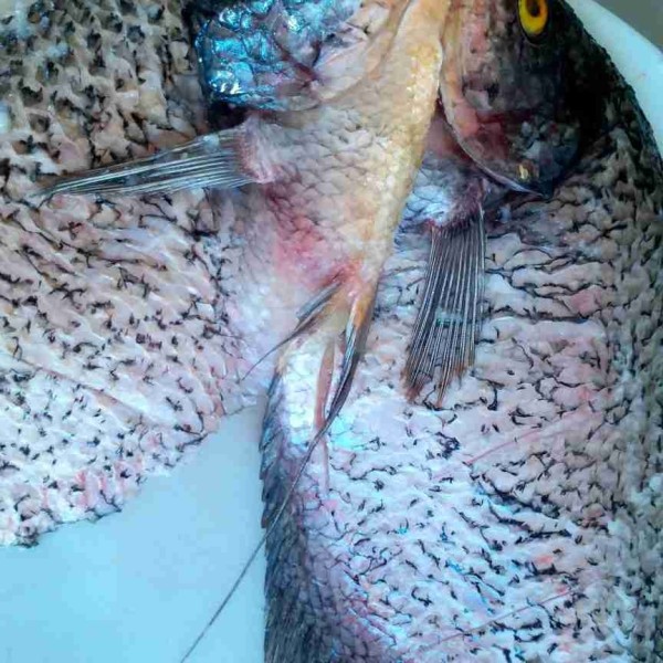 Kerat ikan, cuci bersih lalu lumuri garam diamkan beberapa menit.