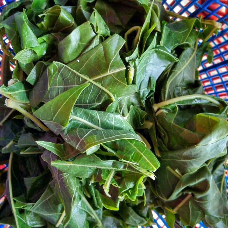 Langkah 1