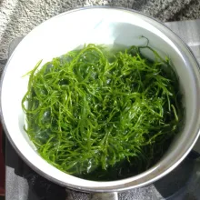 Rebus 5 menit rumput laut.