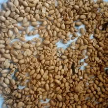 Tiriskan kacang di wadah yang di alasi tisu agar minyak menyerap dan kacang kering serta matang sempurna.