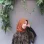 Rachmalin Dwi S
