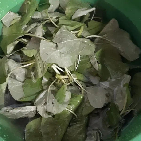 Petik & cuci bayam.