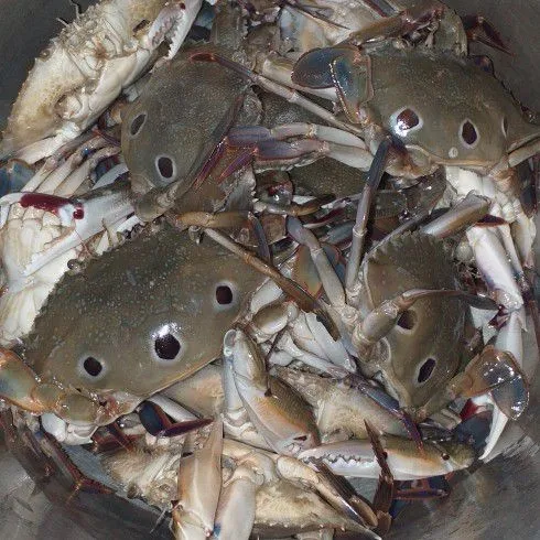 Cuci bersih kepiting