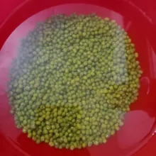 Rendam kacang hijau minimal 3 jam