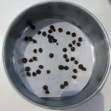 Siapkan loyang yang diberi alas kertas baking dan diolesi margarin. Kemudian masukkan chocochips.