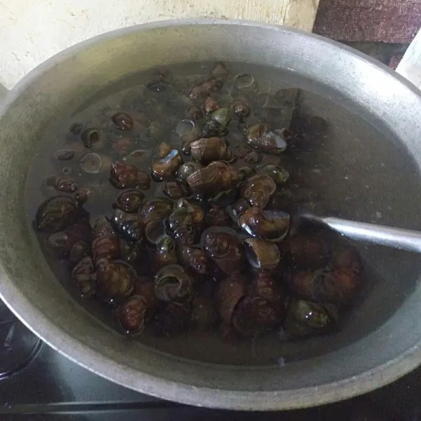 Tutut cuci bersih, setelah itu rebus di air mendidih, ulangi selama 3 kali.