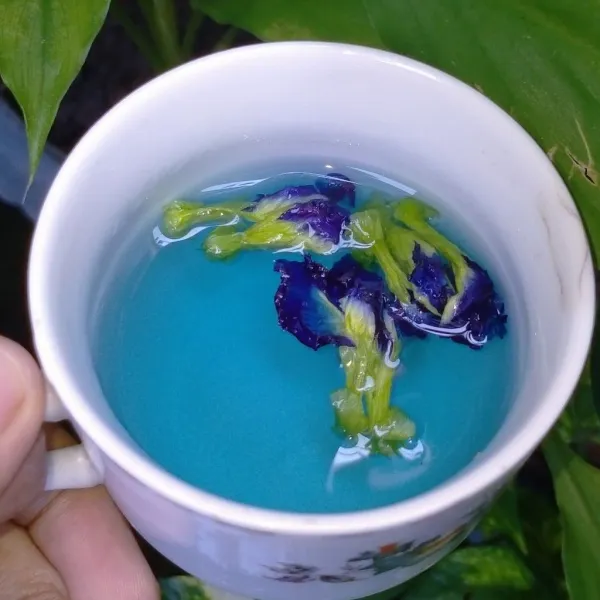 Sedu bunga telang dengan air panas, biarkan bunga telang berubah warna.