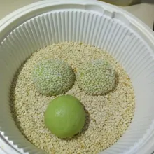 Gulirkan di atas wijen, tekan perlahan agar wijen menempel dengan baik & rata. Lakukan sampai adonan habis.