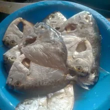 Cuci bersih ikan menot.