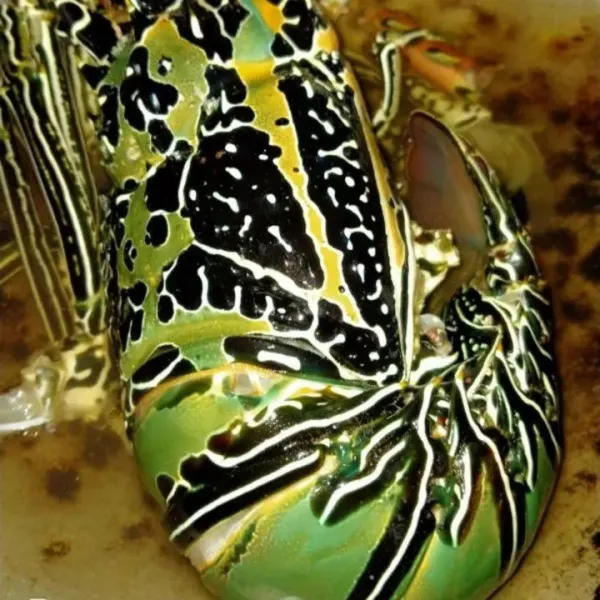 Rebus lobster -/+ 10 menit hingga berubah warna, lalu belah bagian tengah punggung