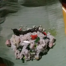 Siapkan daun pisang, masukkan nasi yang tadi dimasak secukupnya, gulung  dan rapikan lalu sematkan lidi/tusukkan gigi dikedua sisi daun, saya jadi 3 bungkus nasi.