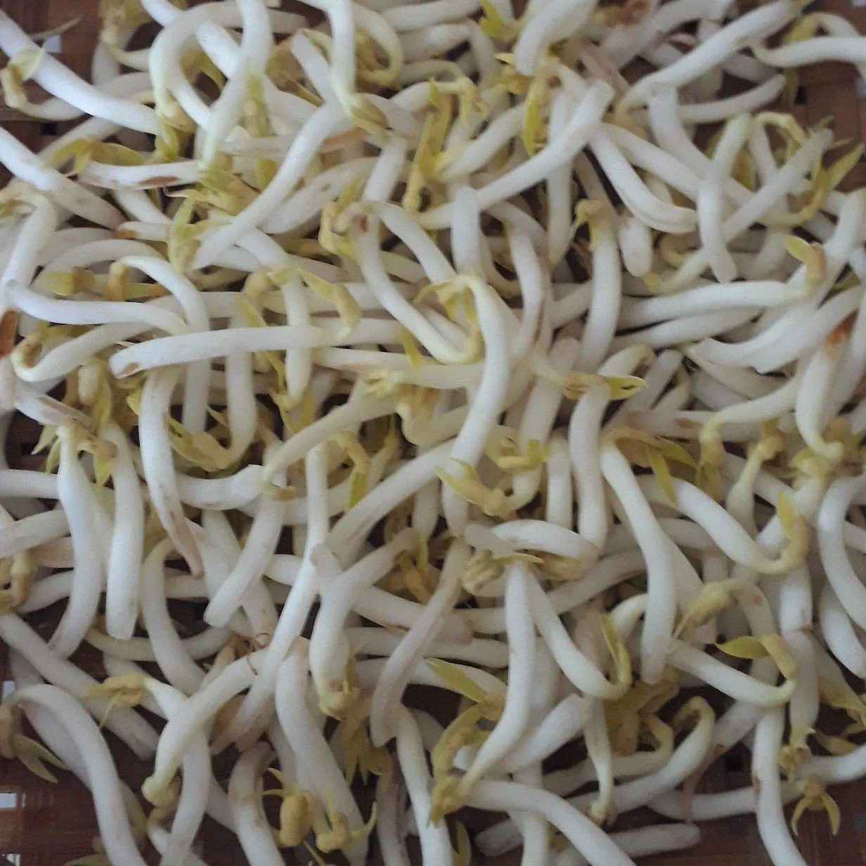 Step 1 Kohu - Kohu