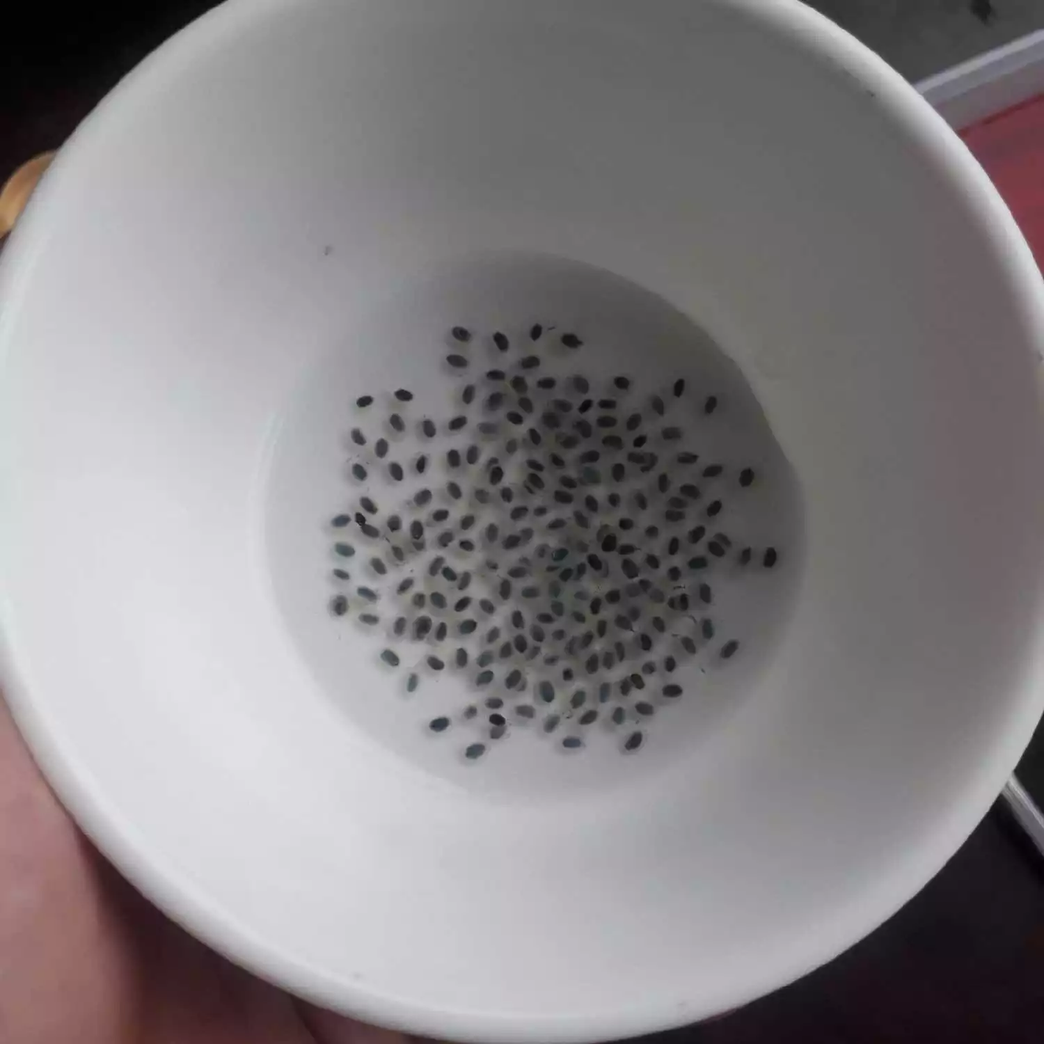 Step 1 Puding Susu Strawberry Chia Seed