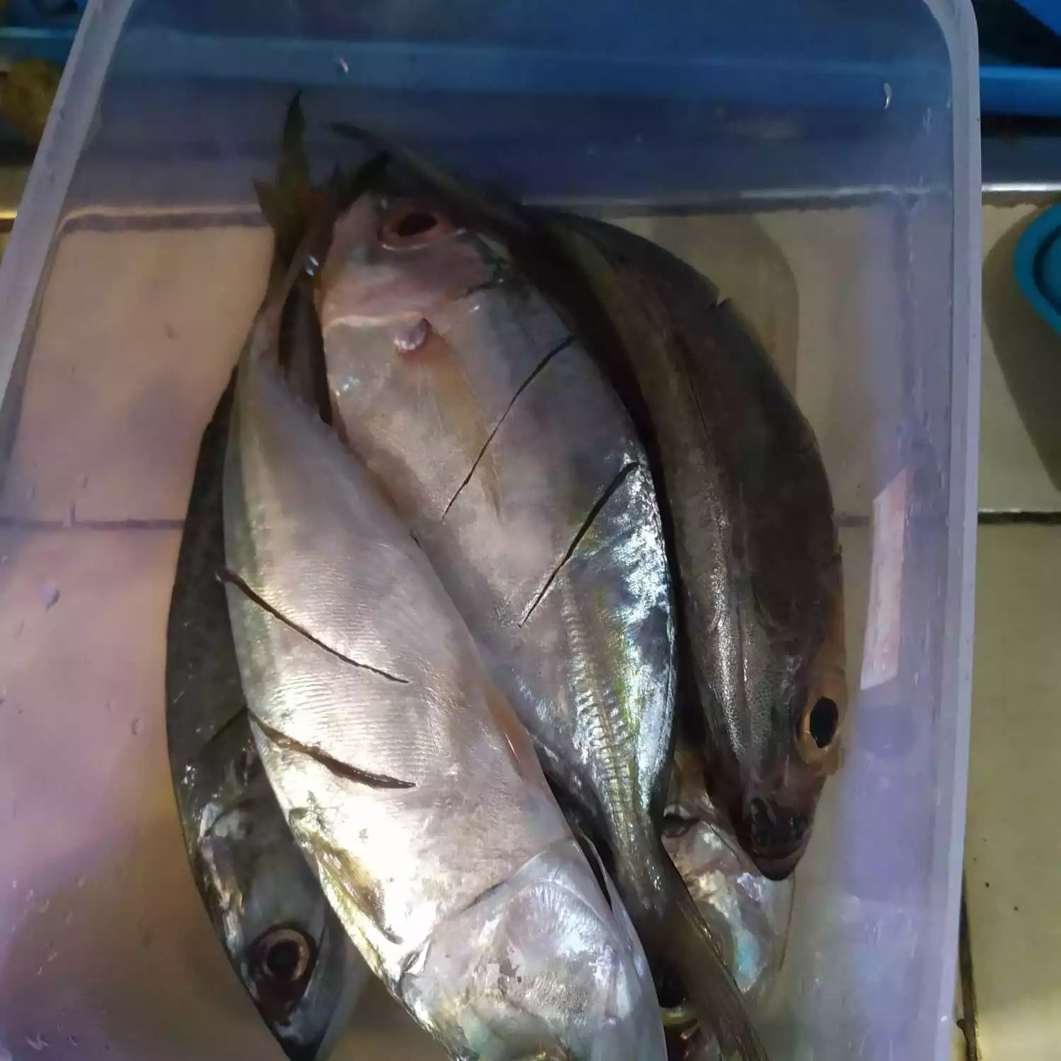 Step 1 Ikan Kembung Goreng Sambal Asam