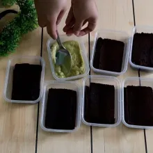 Setelah brownies matang dan dingin, potong dan masukkan ke dalam box ukuran 200 m. Masukkan alpukat yang sudah diblender untuk lapisan ke 2