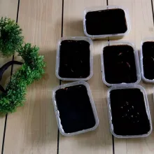 beri toping chococips sesuai selera & siap di sajikan