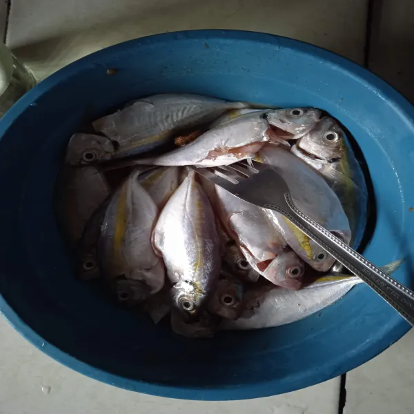 Cuci bersih ikan, lalu taburkan garam dan micin, tambahkan sedikit air, diamkan ±5 menit