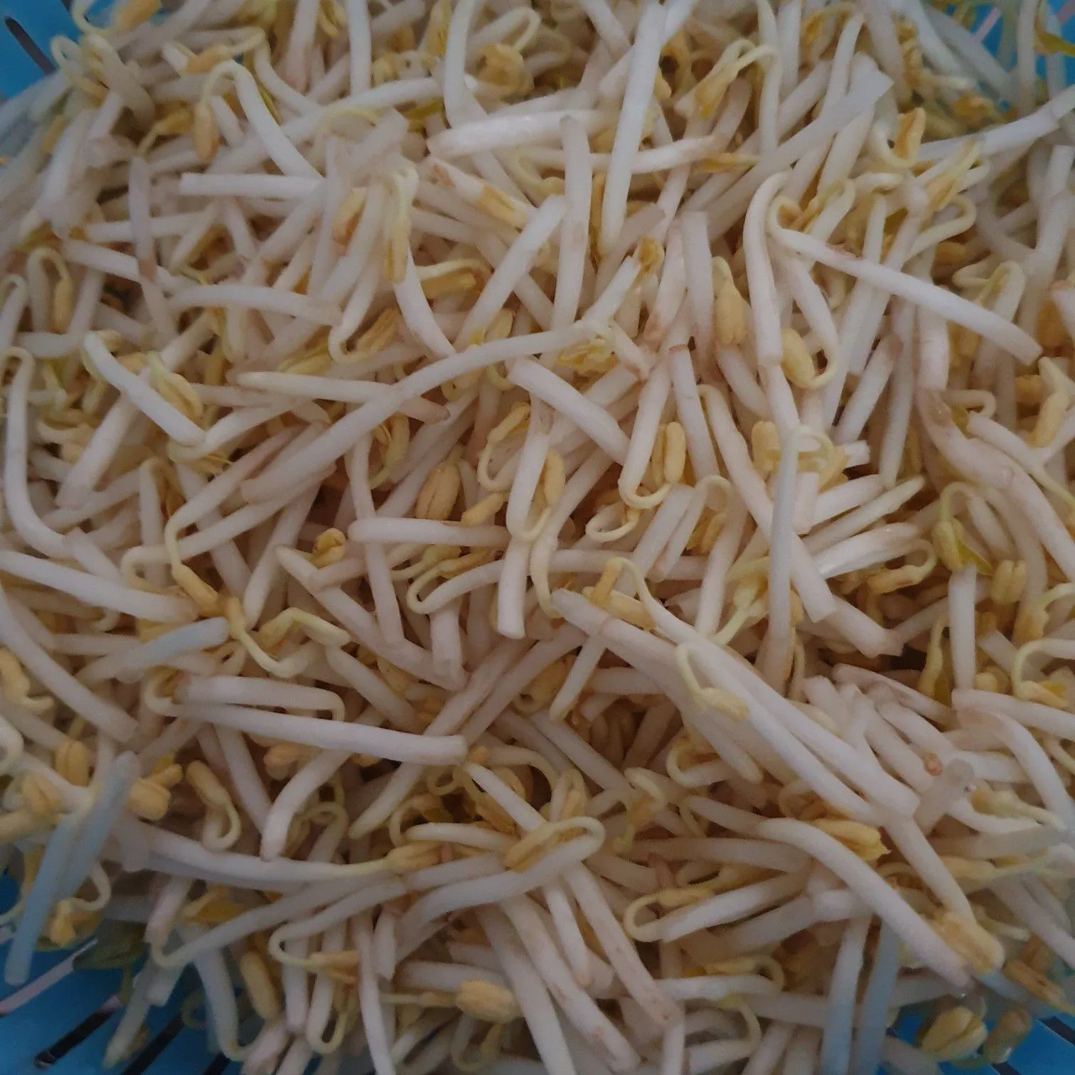 Step 1 Tauge Tumis Terasi