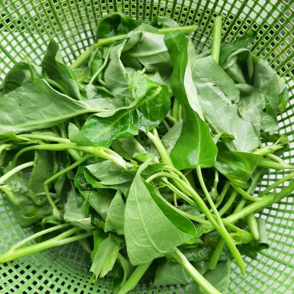 petik daun kangkung. cuci bersih