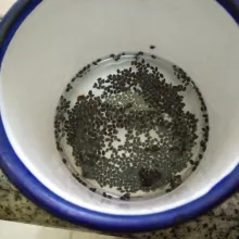 Rendam biji selasih dengan air matang hingga mengembang, sisihkan