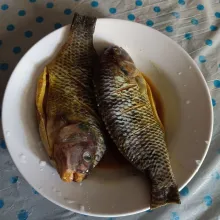 Lumuri ikan nila dengan bumbu sampai merata.