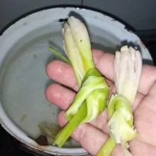 Masukkan serai yang sudah digeprek bagian putihnya dan diikat simpul.