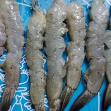 Kupas udang kemudian bersihkan punggungnya lalu agak ditarik supaya lurus lalu bilas dengan air.