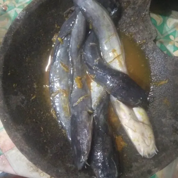 Masukkan lele ke dalam cobek berisi bumbu. Balur rata dan diamkan selama 30 menit.