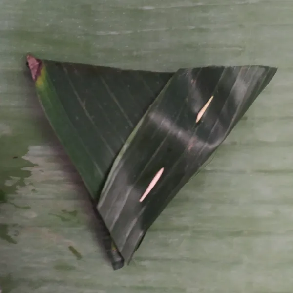 Lipat daun pisang mengikuti daun bentuk segitiga seperti melipat lupis, semat dengan tusuk gigi.