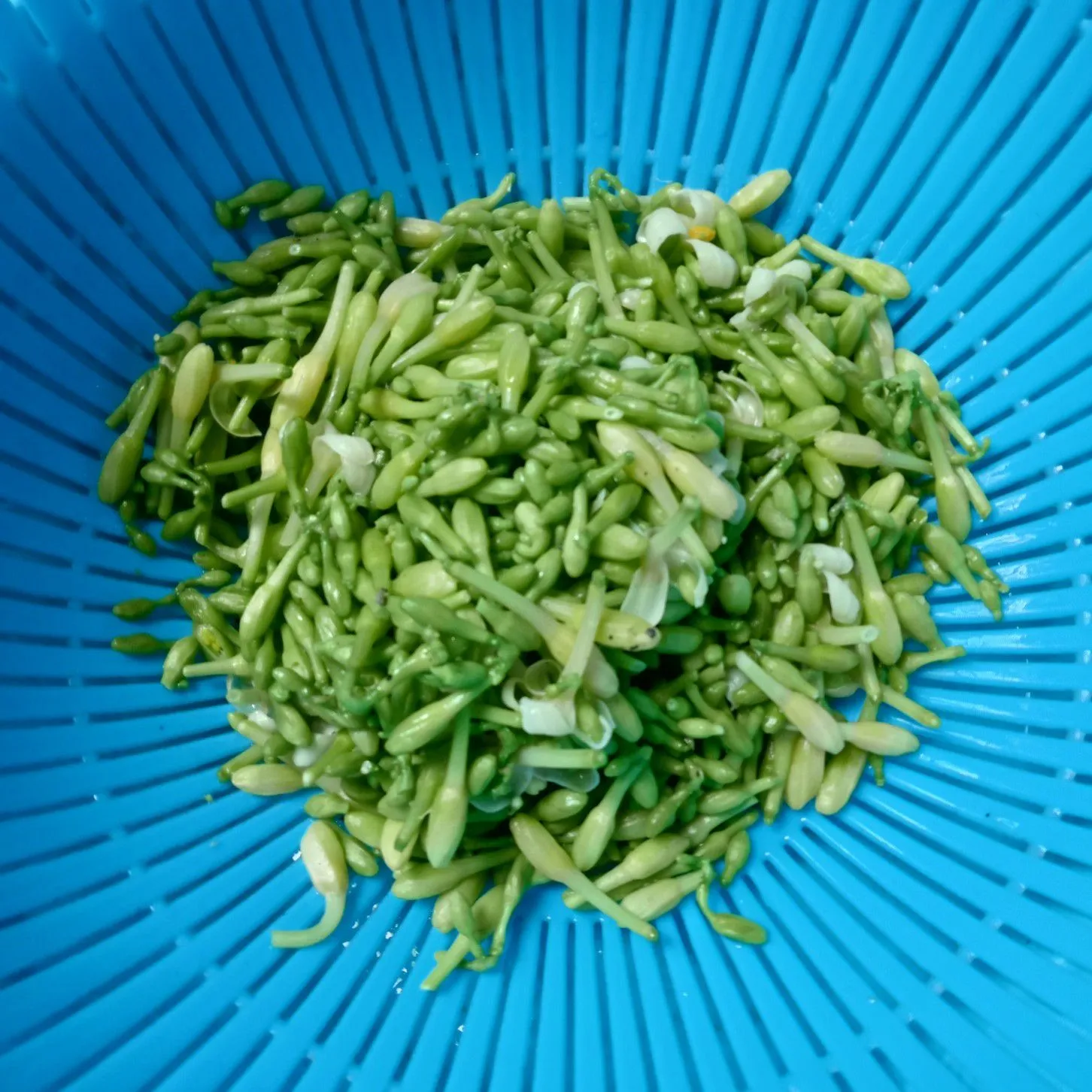 Step 1 Tumis Bunga Pepaya Jagung Tauge
