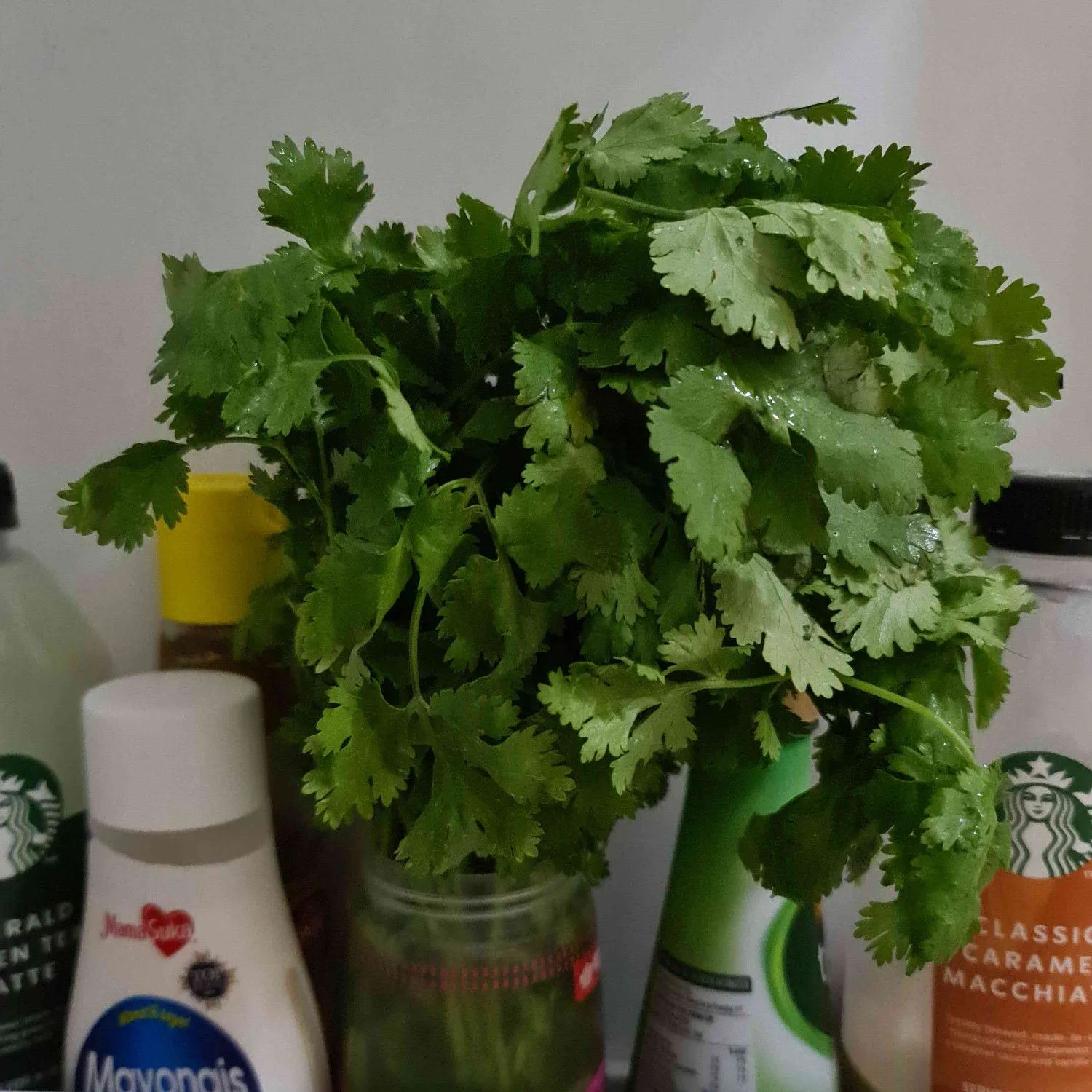 Daun Ketumbar Segar Tahan Lama #TipsAndalan