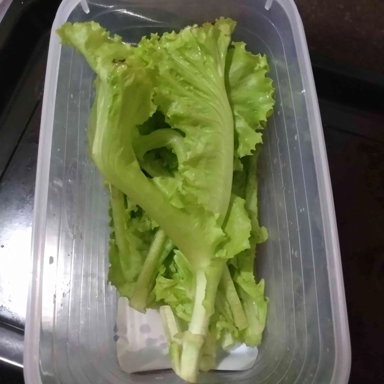 Tips Menyimpan Daun Selada #TipsAndalan