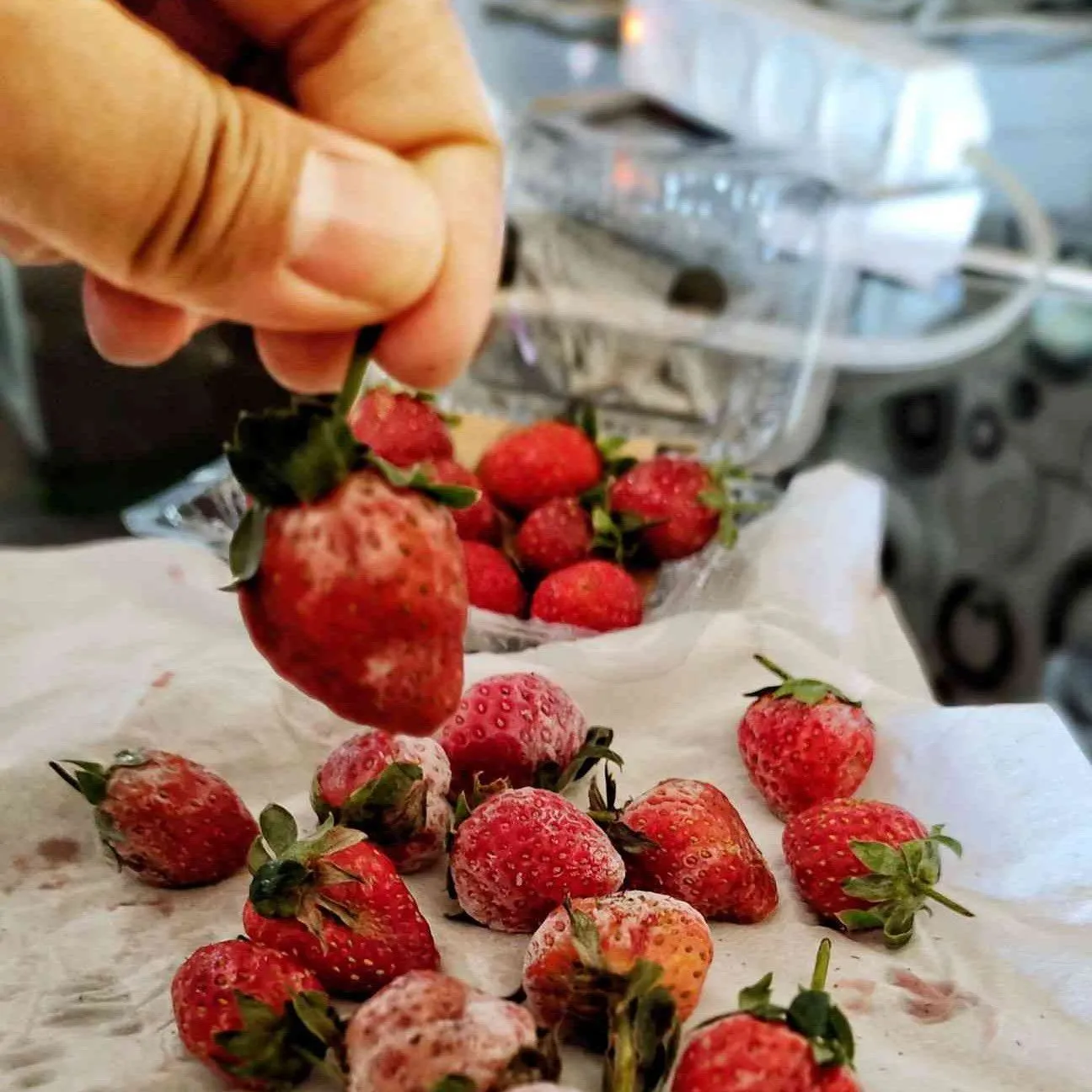 Tips Menyimpan Strawberry #TipsAndalan