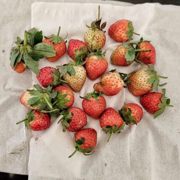 Bersihkan dengan cara di lap dengan lembut pakai tisu jangan terlalu keras dan pisahkan strawberry yang sudah lembek, busuk atau kurang bagus. jangan di satukan karena akan mempengaruhi kualitas strawberry yang bagus.