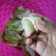Bila sawi sudah lentur ketika ditekuk, tandanya sawi sudah siap dibumbui. Cuci bersih sawi dengan air mengalir. Pastikan benar-benar bersih, kemudian tiriskan.