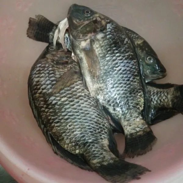 Cuci bersih ikan nila, lalu tiriskan.