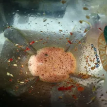Buat kuah rujak dengan haluskan cabe dan air.