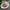 Sotong