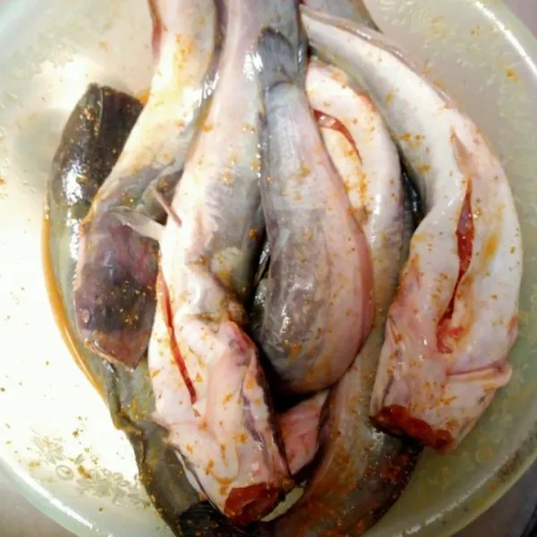 Cuci ikan lele, lumuri garam dan kucuri air perasan jeruk nipis, diamkan 15 menit lalu bilas hingga bersih, tambahkan bumbu marinasi ikan.