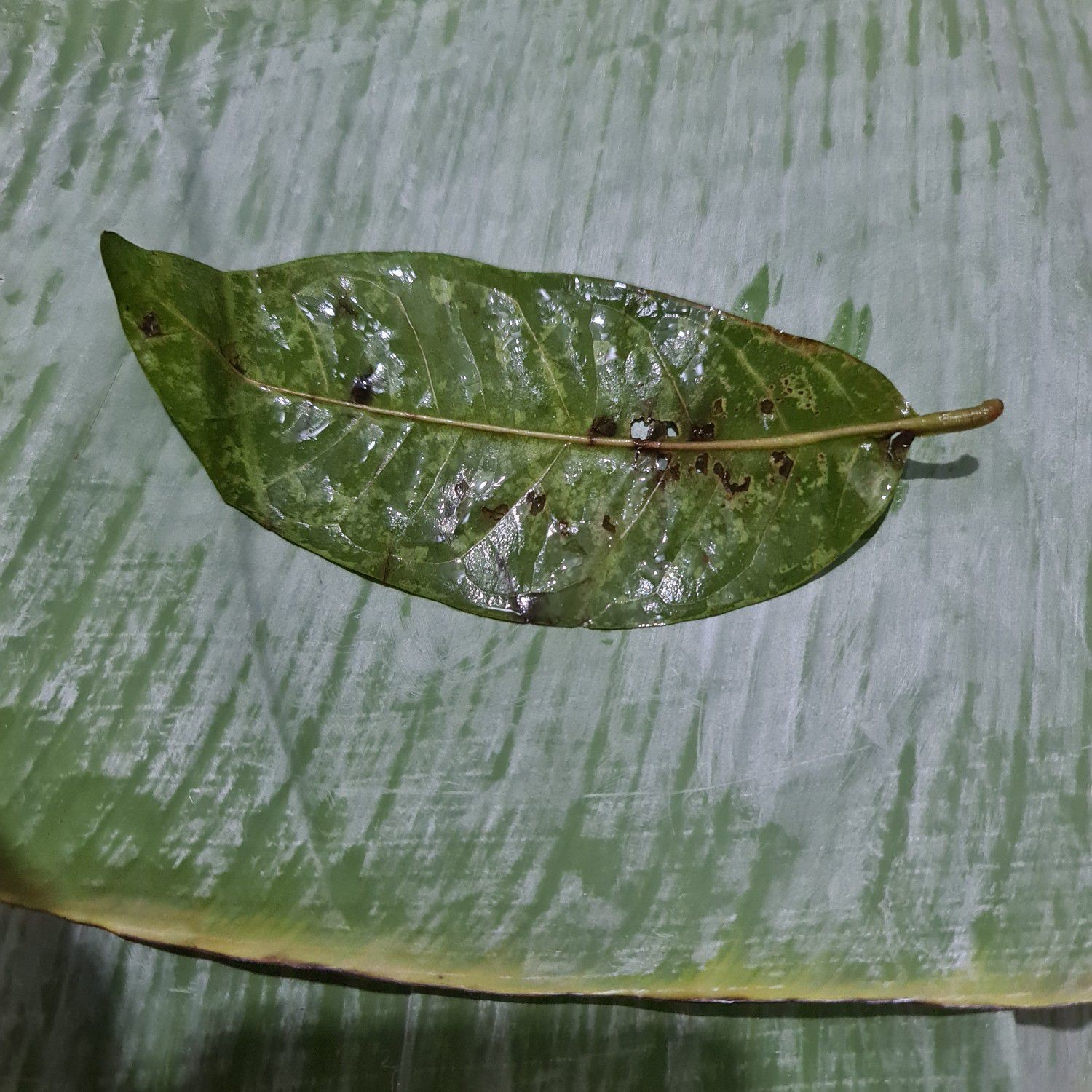 Langkah 4