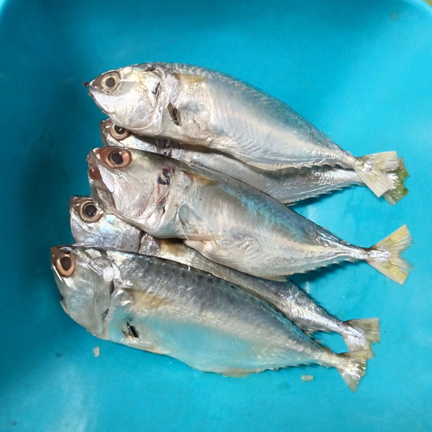 Langkah 1
