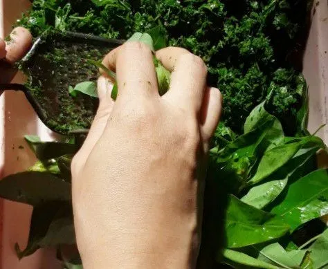Step 4 Sayur Tumbuk Daun Ubi